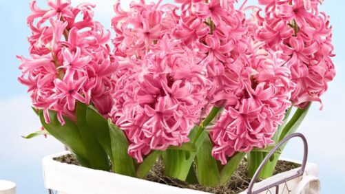 Is There a Bulb Shortage? The National Garden Bureau Investigates