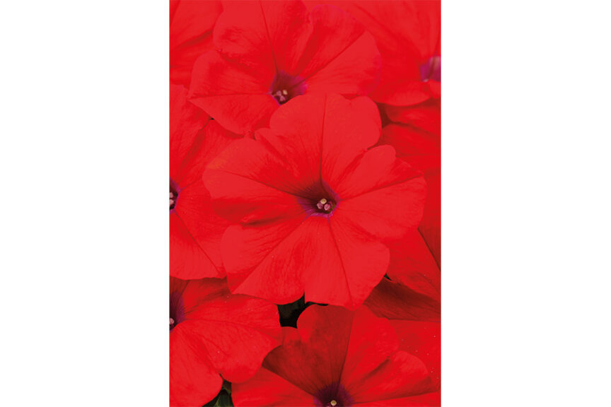 <i> Petunia </i> ‘Hells Heat’ (Westhoff) 