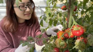Research Aims to Bring the Flavor Back to the Tomato