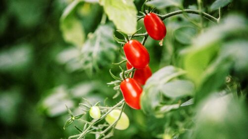 How Kentucky Fresh Harvest Built a Model for Sustainable Greenhouse Vegetables