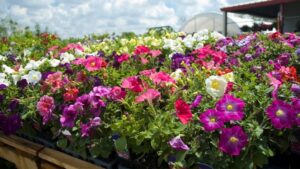 Ornamental Fungicide Now Registered in California