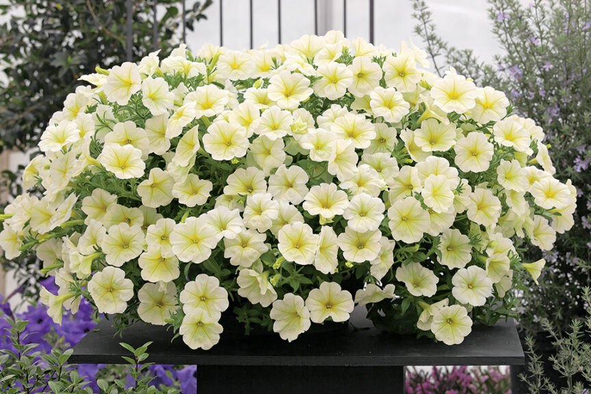 <i> Petunia </i> ‘Opera Supreme Lemon’ (American Takii)