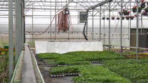 A Non-Chemical Approach To Controlling Plant Growth