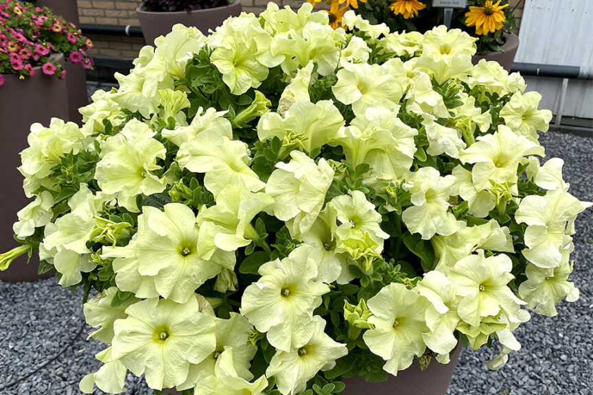 <i> Petunia </i> ‘Limbo GP Yellow Lime’ and ‘Mambo GP Yellow Lime’ (Hem Genetics)