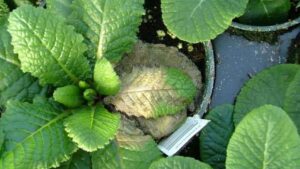 Tips on Mitigating Spring Botrytis Concerns