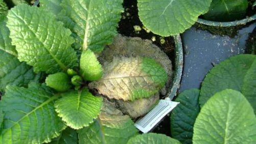 Tips on Mitigating Spring Botrytis Concerns