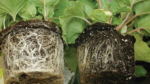 Managing Pythium in Greenhouse Hydroponic Systems