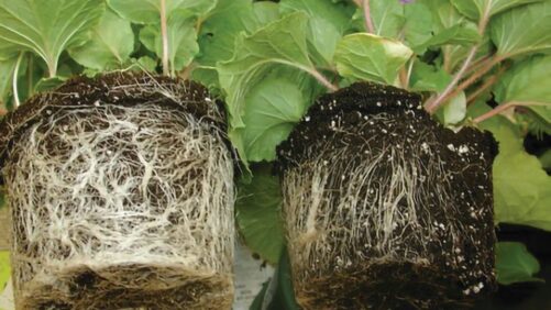 Managing Pythium in Greenhouse Hydroponic Systems