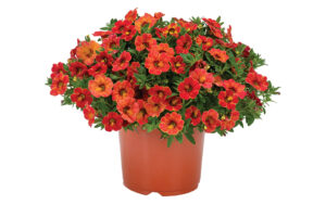 Calibrachoa Rainbow Series (Dümmen Orange) 