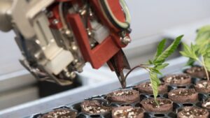 Why the Dümmen Orange, Dutch Heritage Gardens Hemp Partnership Is a Potential Game-changer