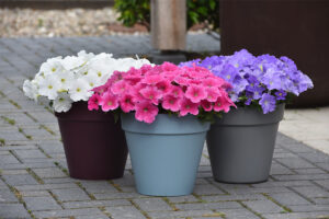 Spreading Petunia E3 Easy Wave (Wave Petunias)