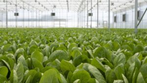 Greenhouse Aquaponics Grower Plans for Huge Expansion