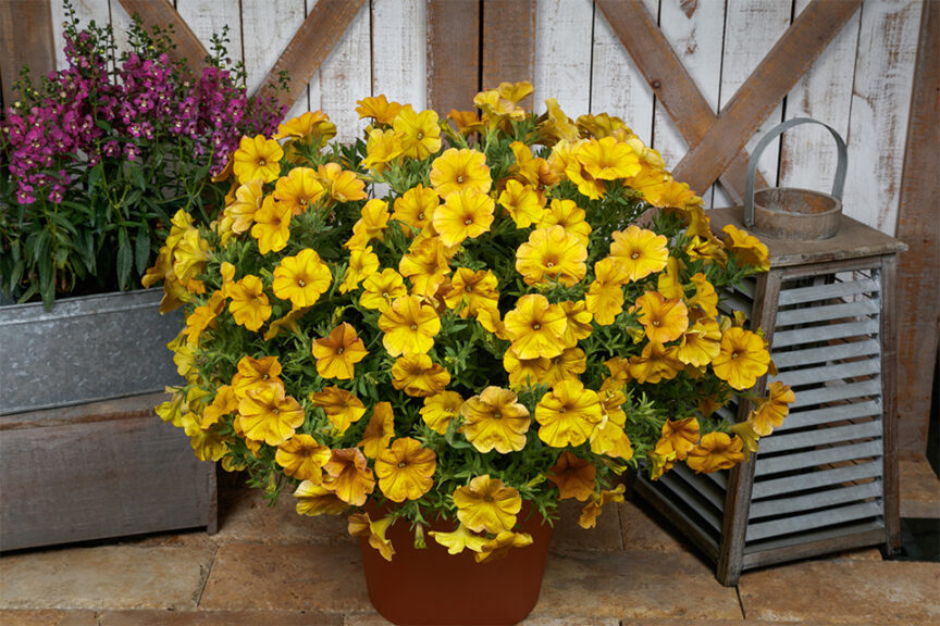 x <i>Petchoa hybrida</i>  SuperCal – Five New Color Introductions (Sakata Ornamentals) 