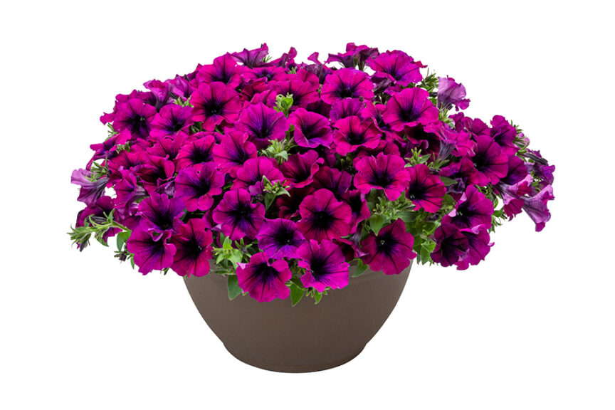 <i> Petunia </i> ‘Surfinia Heavenly Cabernet’ (Suntory Flowers)