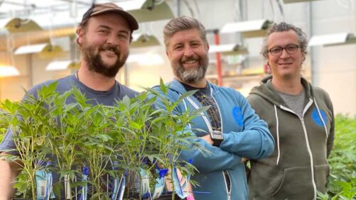 How Sweet Dirt Became a Model for Sustainable Greenhouse Cannabis Production