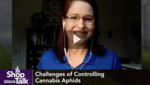 Why it Pays to Get Ahead of Cannabis Aphid