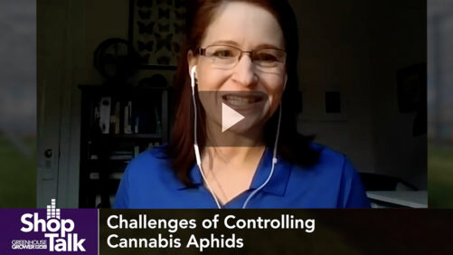 Why it Pays to Get Ahead of Cannabis Aphid