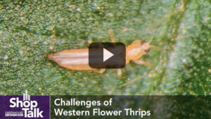 Act Early for Best Control of Western Flower Thrips in the Greenhouse