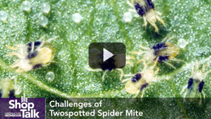 Good Management of Twospotted Spider Mites Starts With the Basics