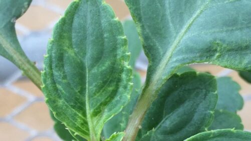 Watch Out for Thrips in the Greenhouse This Season