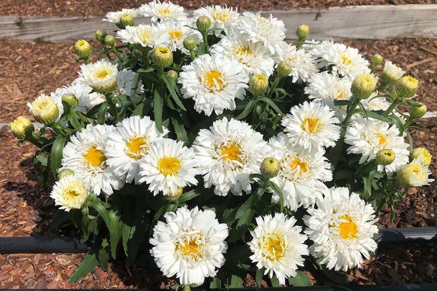 Leucanthemum ‘Western Star Pisces’ (ThinkPlants/Syngenta Flowers)  