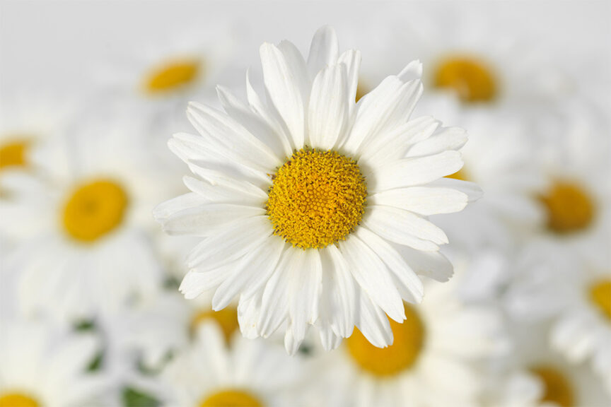 Leucanthemum ‘White Lion’ (Kieft Seed)  