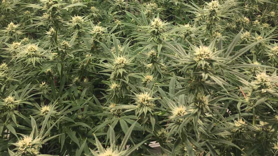 Medical use in mind-blowing seed marijuana autoflower