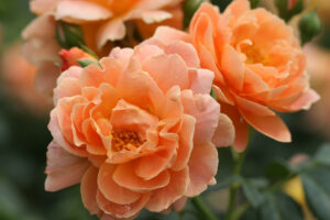 ‘At Last’ (Spring Meadow Nursery) 