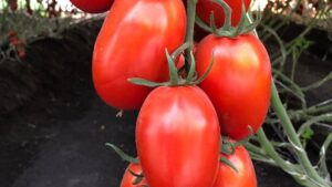 Bayer Launches Tomato Varieties with Resistance to Tomato Brown Rugose Fruit Virus