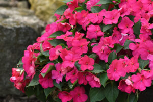 Impatiens ‘Beacon Rose’ (PanAmerican Seed) 