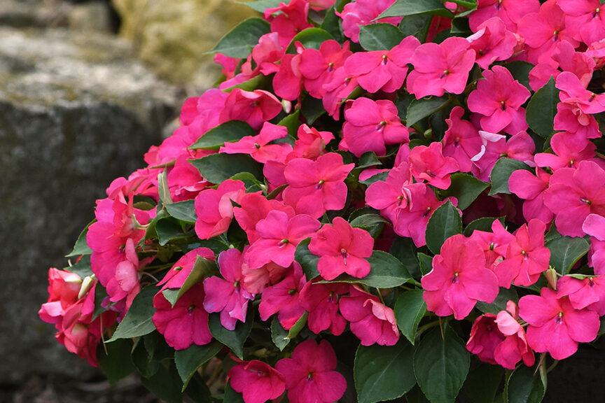 Impatiens ‘Beacon Rose’ (PanAmerican Seed) 