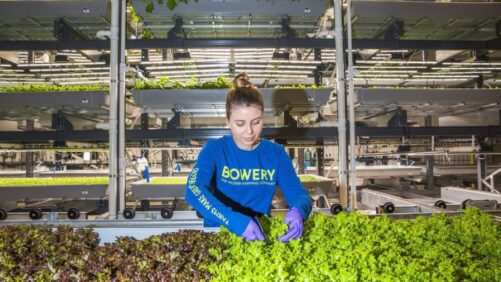 Reaching for the Stars: Will Vertical Farming Solve Future Food Crises?