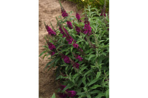 Buddleia Chrysalis Series (Darwin Perennials)  