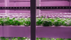 Sakata Seed America Stakes Claim in Vertical Farming Potential