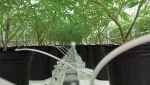 What Topics Will Drive Cannabis in 2022? Find Out Here