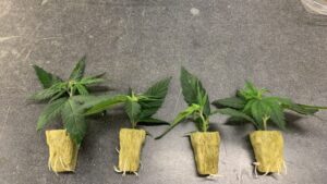 Why Micropropagation Could Soon Be an Option for Cannabis Production