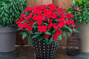 Impatiens × hybrida hort SunPatiens – Three New Color Introductions (Sakata Ornamentals) 