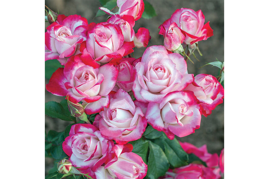 ‘Candy Cane Cocktail’ (Star Roses and Plants)