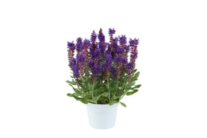 Salvia nemorosa ‘Dark Matter’ (ThinkPlants/Danziger)  