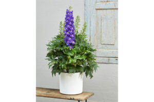 Delphinium ‘Delgenius Glitzy’ (Pacific Plug & Liner) 