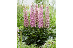 Delphinium Delgenius Series (Pacific Plug & Liner)  