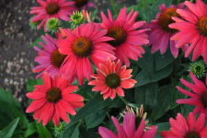 	Echinacea ‘Sombrero Tres Amigos’ from Darwin Perennials
