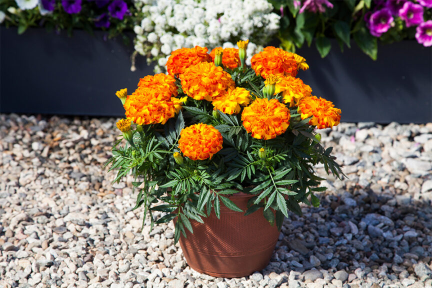 Interspecific Endurance Marigold Series (Syngenta Flowers) 
