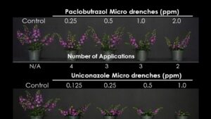 Do Micro Drenches on Annuals and Perennials Really Work?