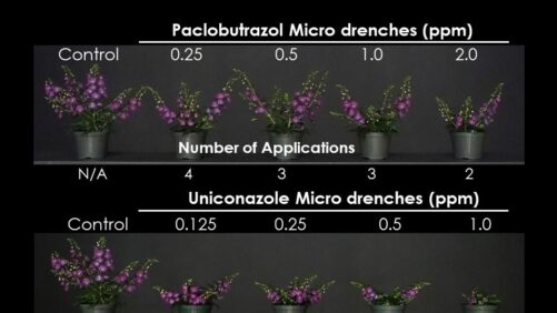 Do Micro Drenches on Annuals and Perennials Really Work?