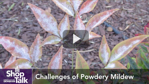 Why the Greenhouse Environment Matters in Powdery Mildew Control