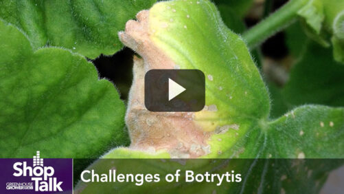 Managing Botrytis Conditions Now Can Reduce Chances of Severe Problems (Video)