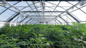 Empowering Plants with Environmental Controls Systems