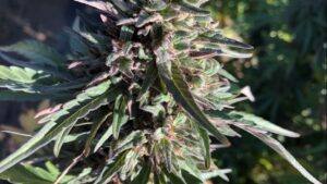 New GoodHemp Varieties Earn Quality Certification