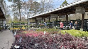 4 Garden Trends as Seen Through a Plantsman’s Eyes